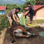 sembelih sapi