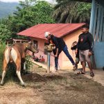 sapi sehat